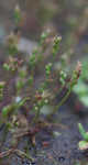 Prairie plantain